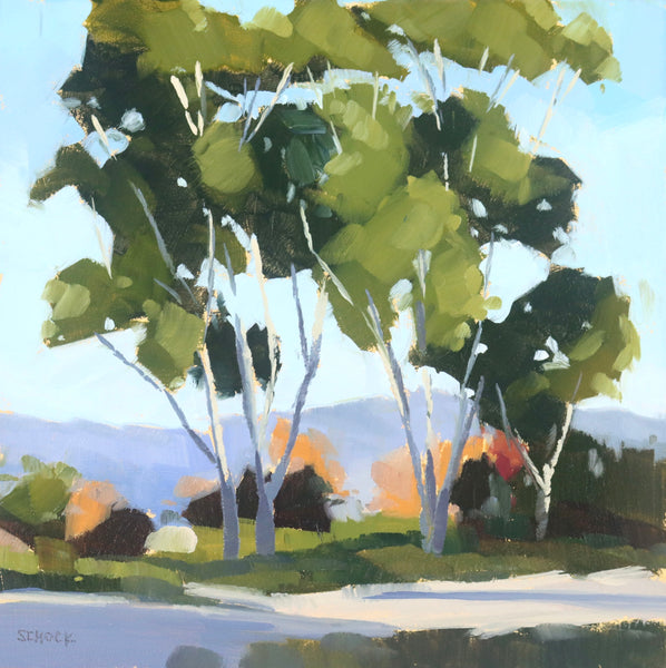 Goleta Eucalyptus - 6x6