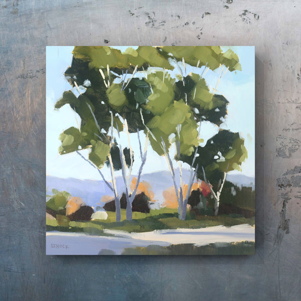 Goleta Eucalyptus - 6x6