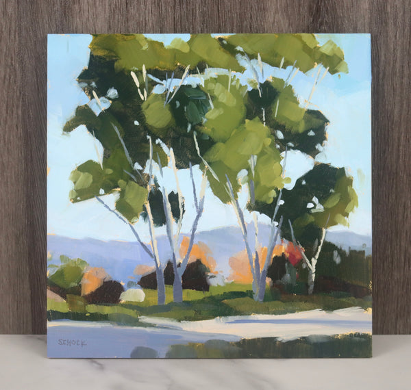 Goleta Eucalyptus - 6x6