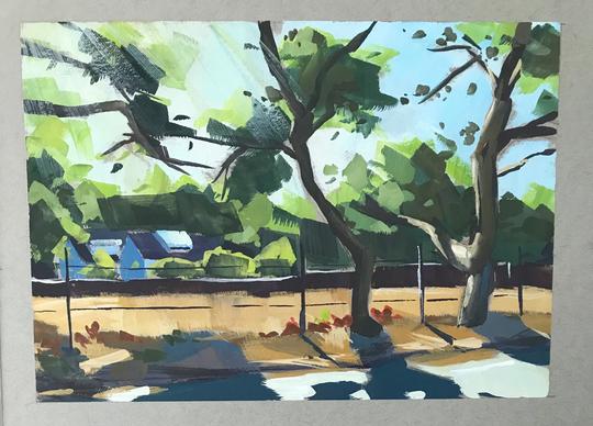 Montecito Trees