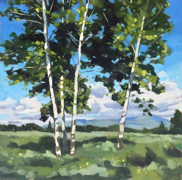 Summer Aspens - 16x16