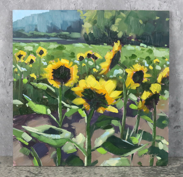 Sunflower Field - 6x6