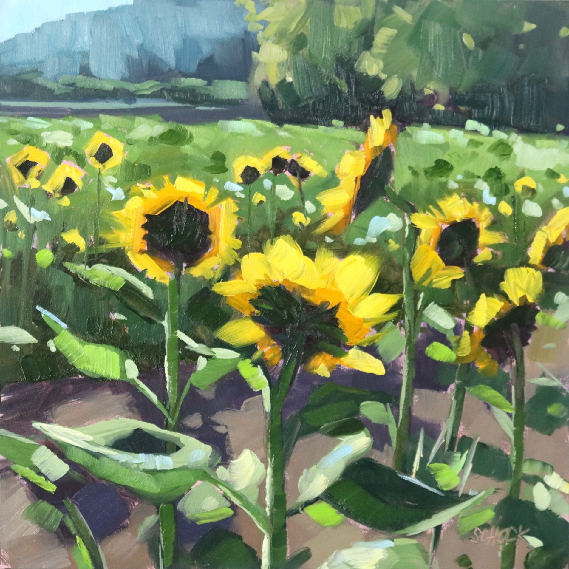 Sunflower Field - 6x6